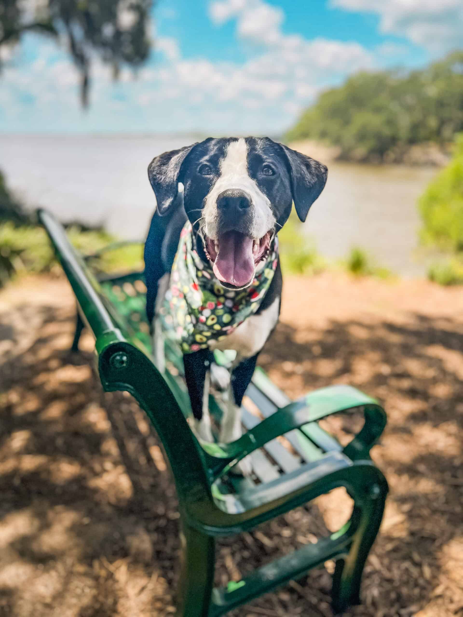 Black and white mixed breed dog performing trained climb on park bench at Charleston waterfront, demonstrating advanced training through Well Mannered Dog on Johns Island