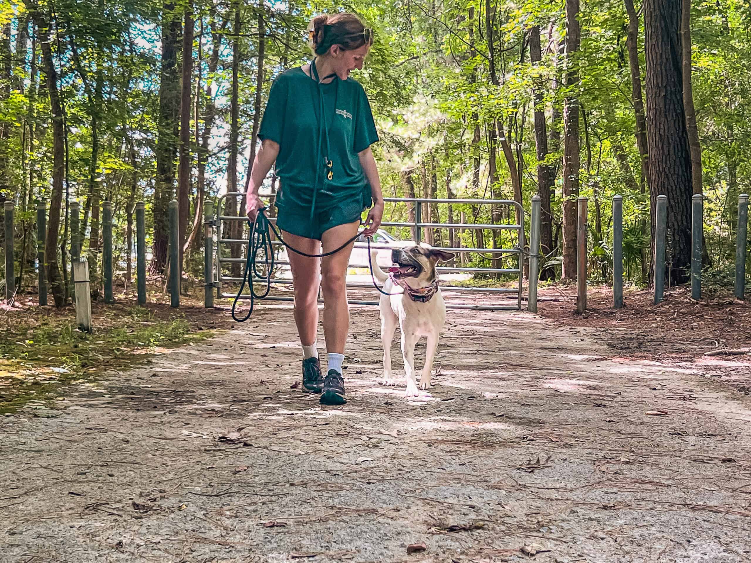 andler and mixed breed dog walking together on wooded Lowcountry trail during advanced dog training session with Well Mannered Dog on Johns Island Charleston