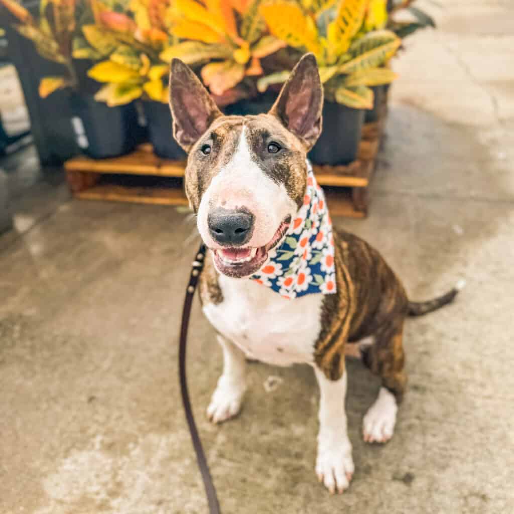 Brindle Bull Terrier in confident sit at garden center in Charleston South Carolina demonstrating the real world reliability developed through advanced training with Well Mannered Dog