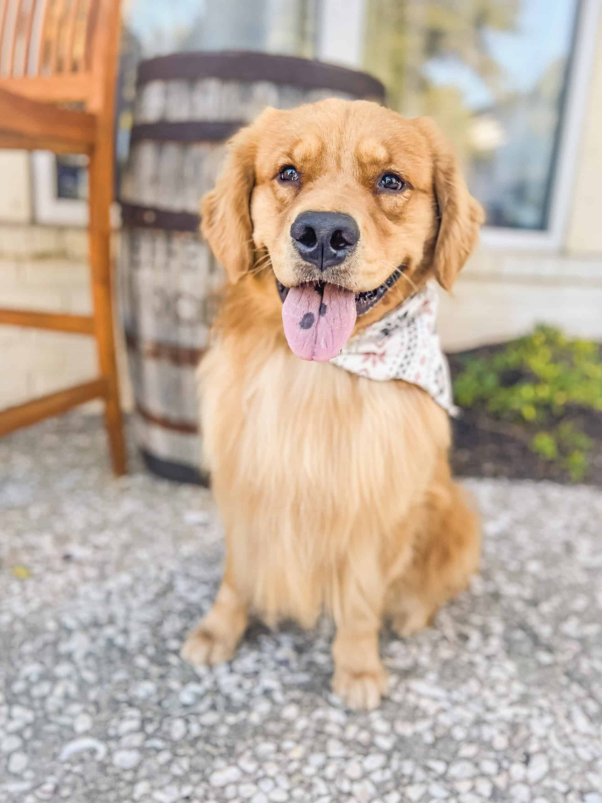 Golden Retriever in composed sit at outdoor restaurant patio in Charleston demonstrating verbal cue reliability through advanced training with Well Mannered Dog