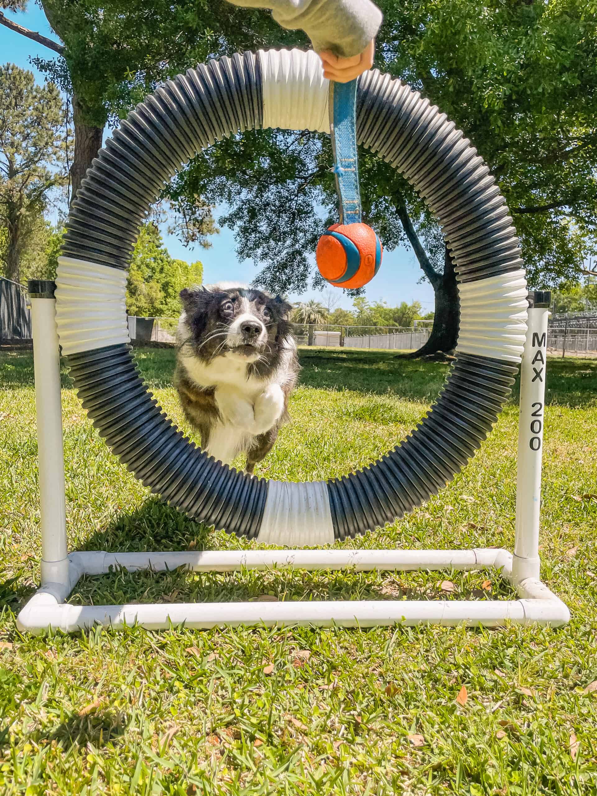 Border Collie jumping through agility hoop during advanced training session with Well Mannered Dog on Johns Island Charleston South Carolina