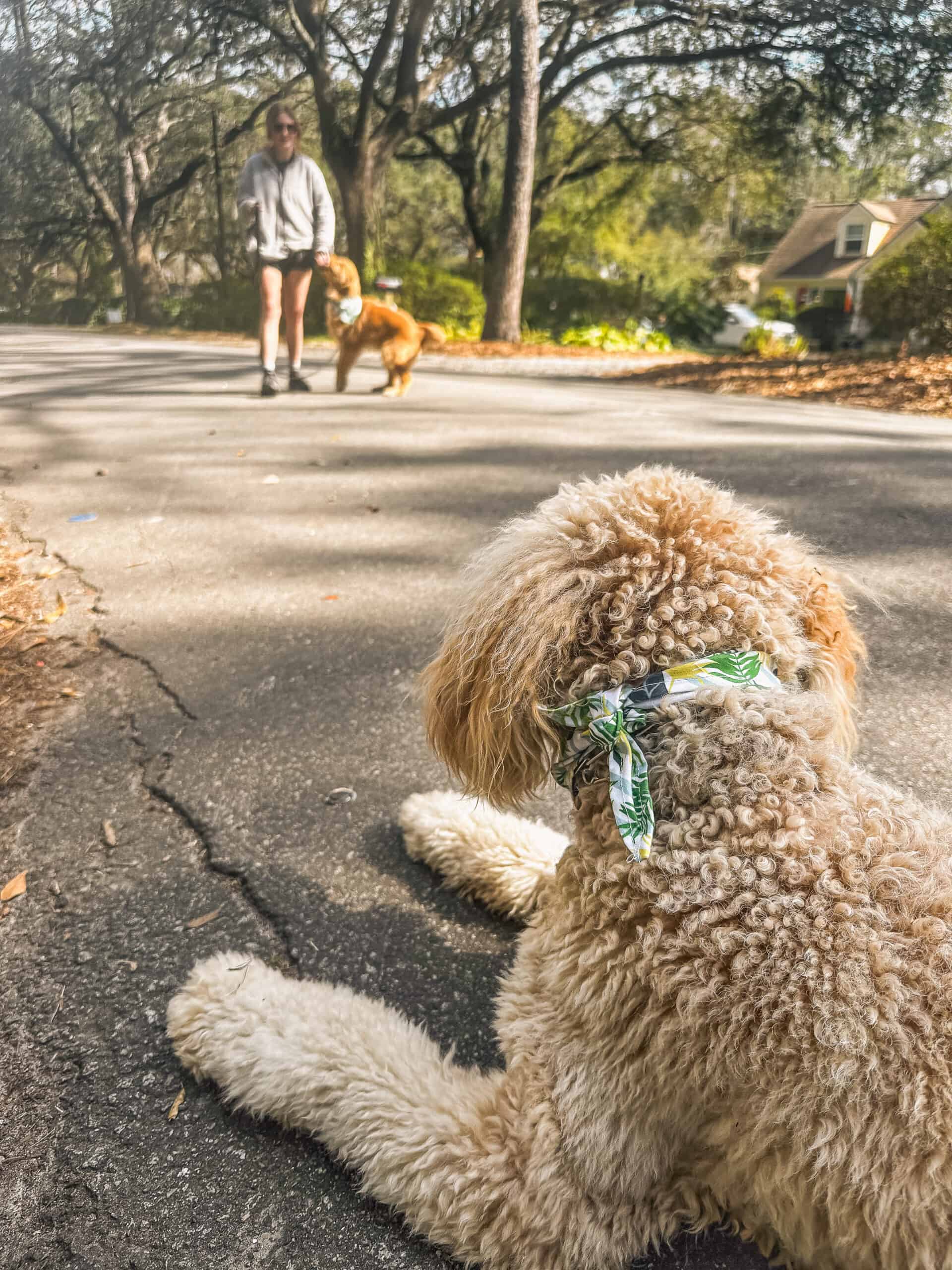 Cream Doodle in down stay on Charleston street with handler and second dog visible at distance demonstrating advanced distance training with Well Mannered Dog