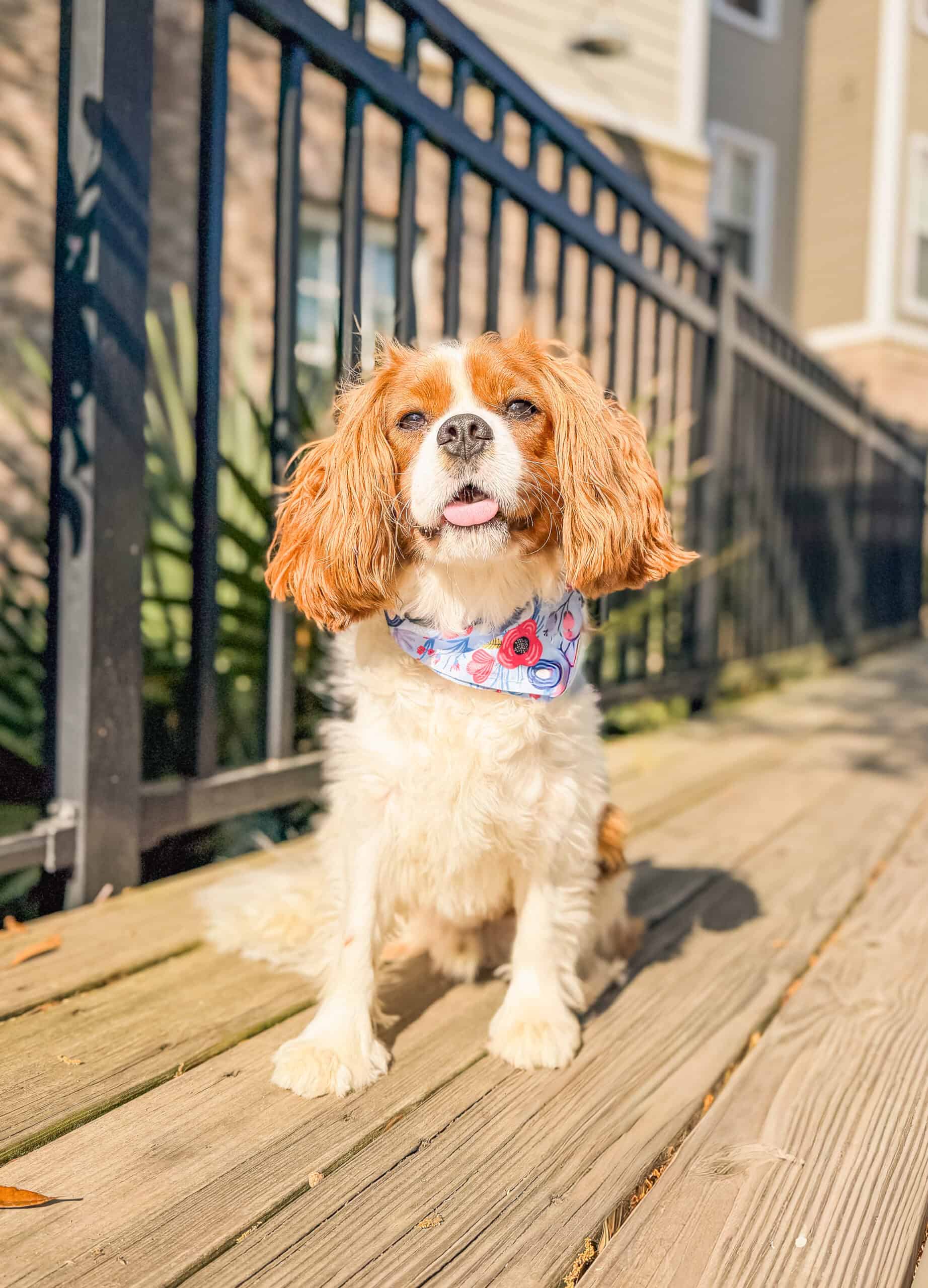 Cavalier King Charles Spaniel in composed sit on Charleston urban deck with iron railing demonstrating real world training reliability with Well Mannered Dog