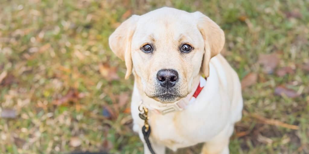 Yellow Labrador Retriever puppy sitting in grass on Johns Island, looking at camera — Puppy Base Camp client Maye
