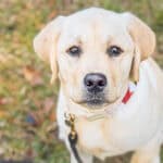 Yellow Labrador Retriever puppy sitting in grass on Johns Island, looking at camera — Puppy Base Camp client Maye