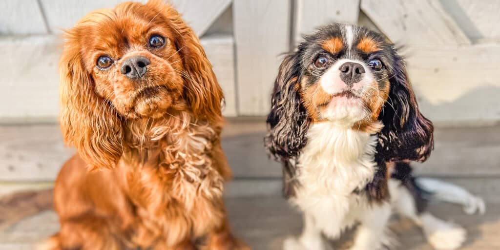 Two Cavalier King Charles Spaniels sitting together on a sunny deck in Charleston, SC — Pippa and the younger puppy she mentored through Well Mannered Dog's Puppy Base Camp program