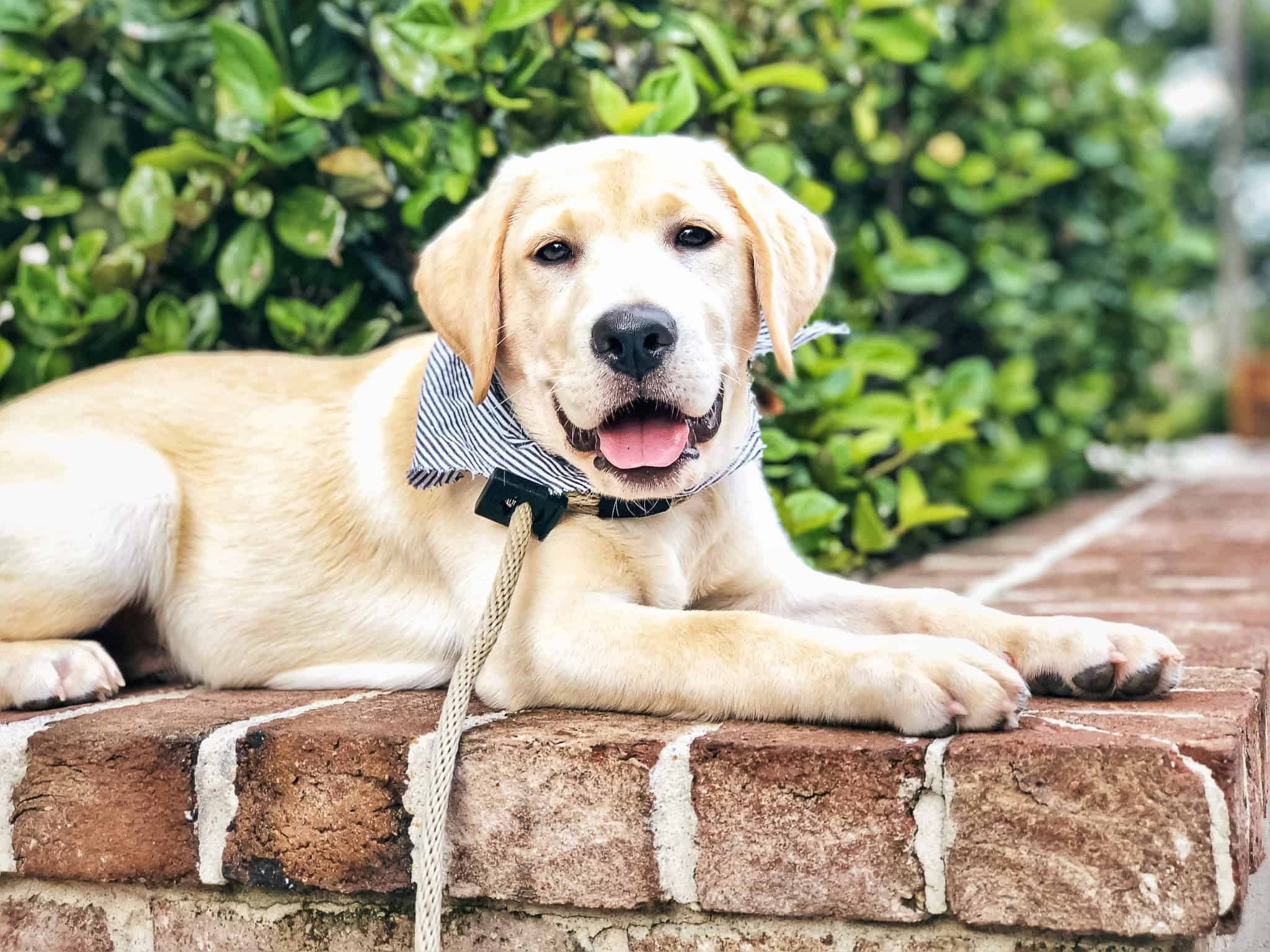Yellow Lab puppy lying on a brick step in a Charleston garden, wearing a seersucker bandana, looking relaxed and happy