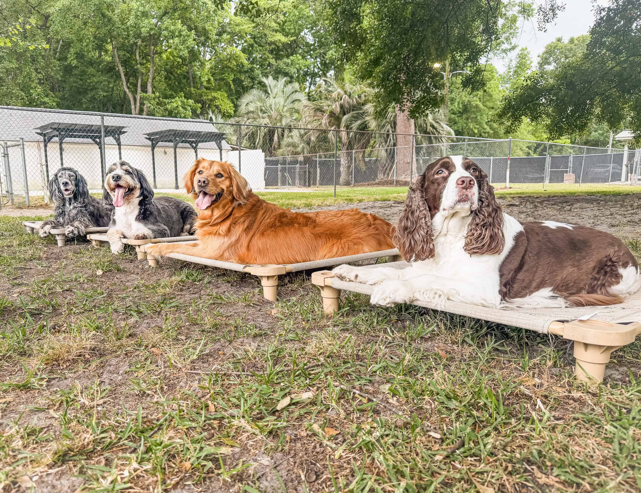 English Springer Spaniel, Golden Retriever, Bernedoodle, and English Setter resting on Chucktown Charley branded elevated cots on green grass at dog playcare facility in Johns Island South Carolina