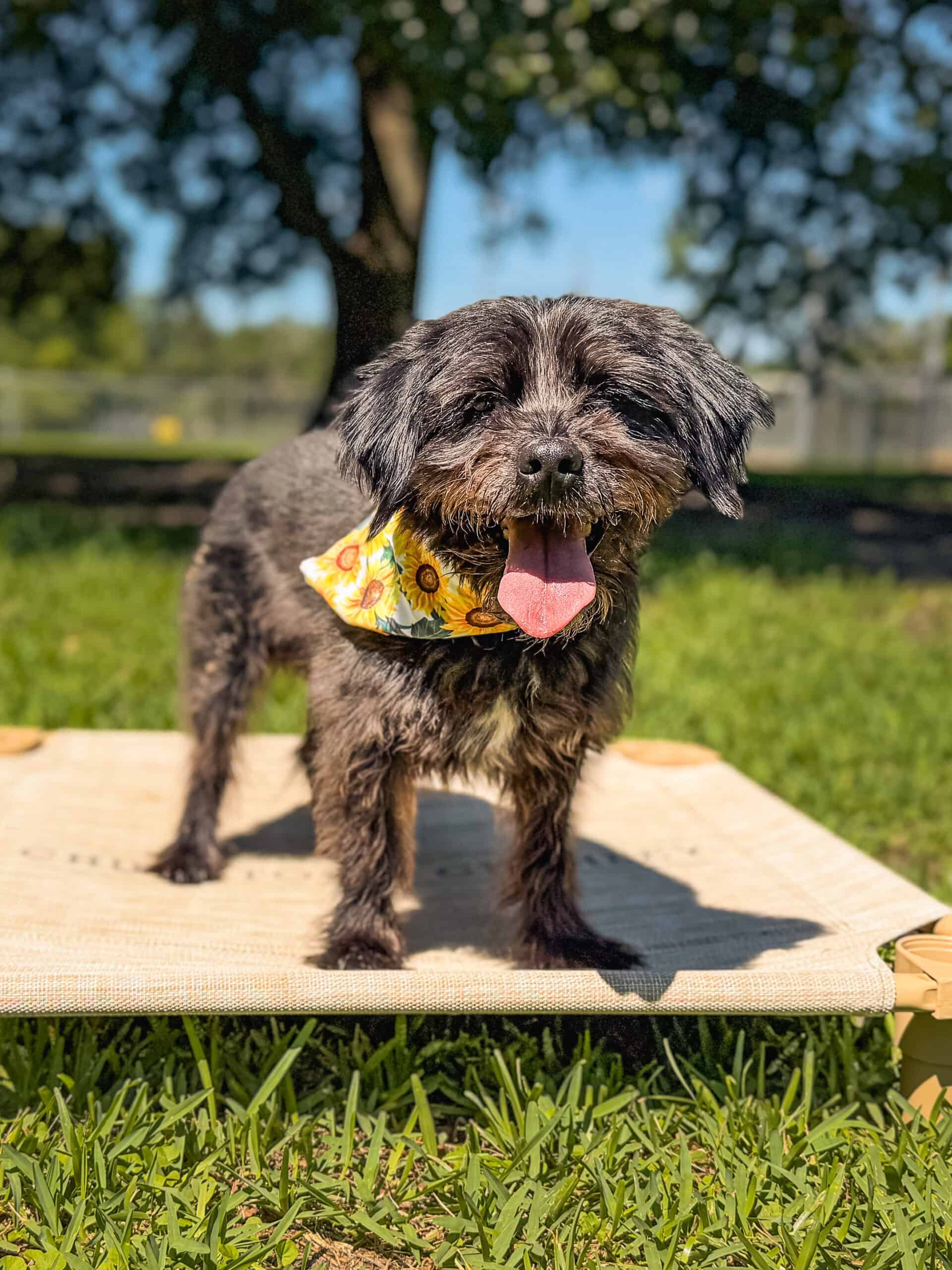 Chatwin, founder Allison Allen's small dark rescue dog, standing on a raised cot outdoors in a sunflower bandana, mouth open in a happy grin