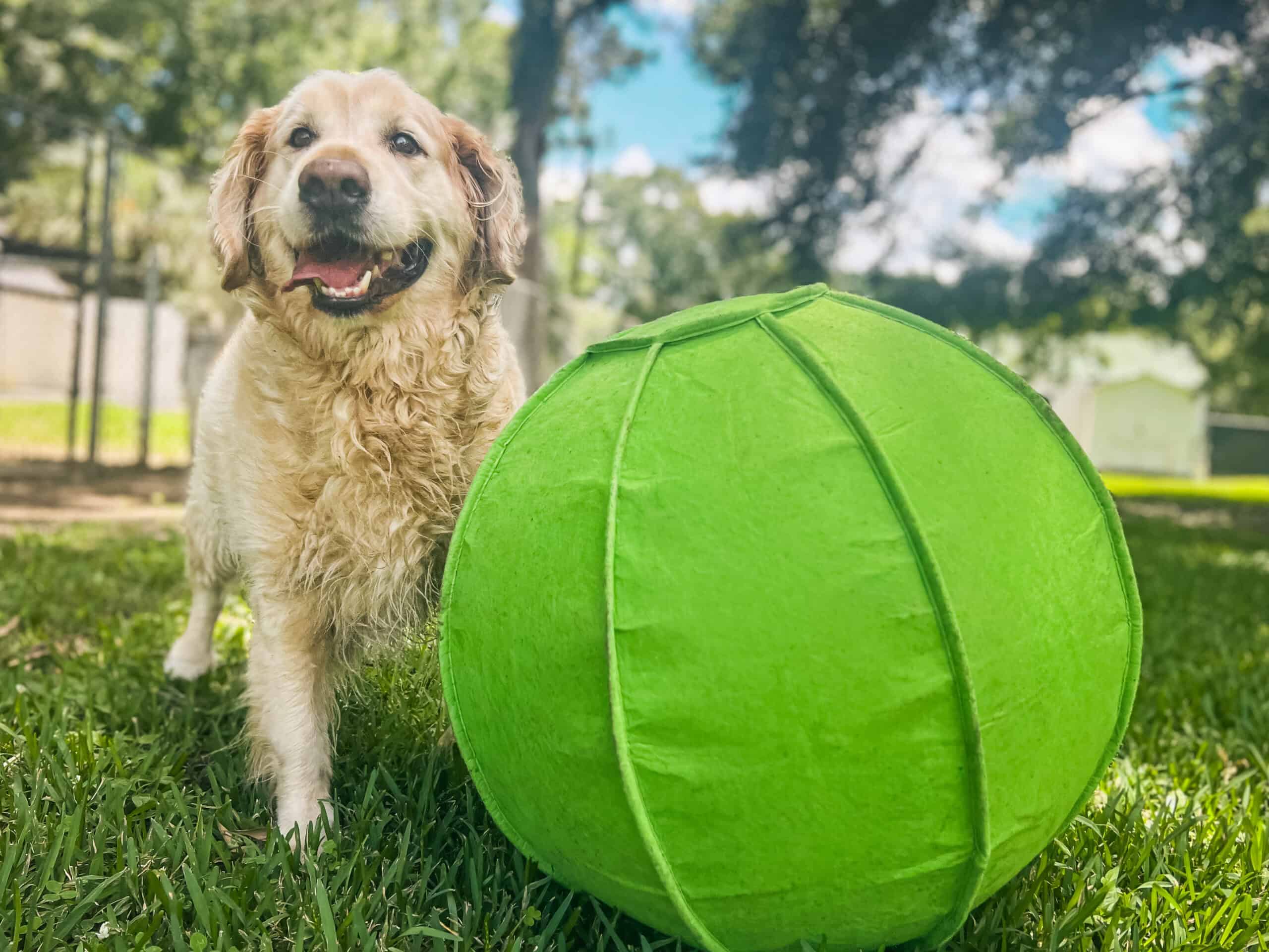 Golden retriever standing calmly in a sunny grassy yard beside a large green ball, relaxed and at ease around an exciting object, showing the emotional steadiness that supports settled behavior
