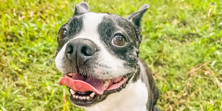 Close-up of a Boston Terrier looking up at the camera in a sunny grassy yard, ears perked and attentive — client story for the Calm Perception program at Well Mannered Dog in Charleston South Carolina