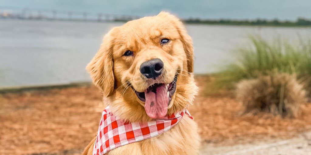 A happy Golden Retriever in a red gingham bandana sitting at Riverfront Park, a Freedom Program graduate at Well Mannered Dog in Johns Island, South Carolina