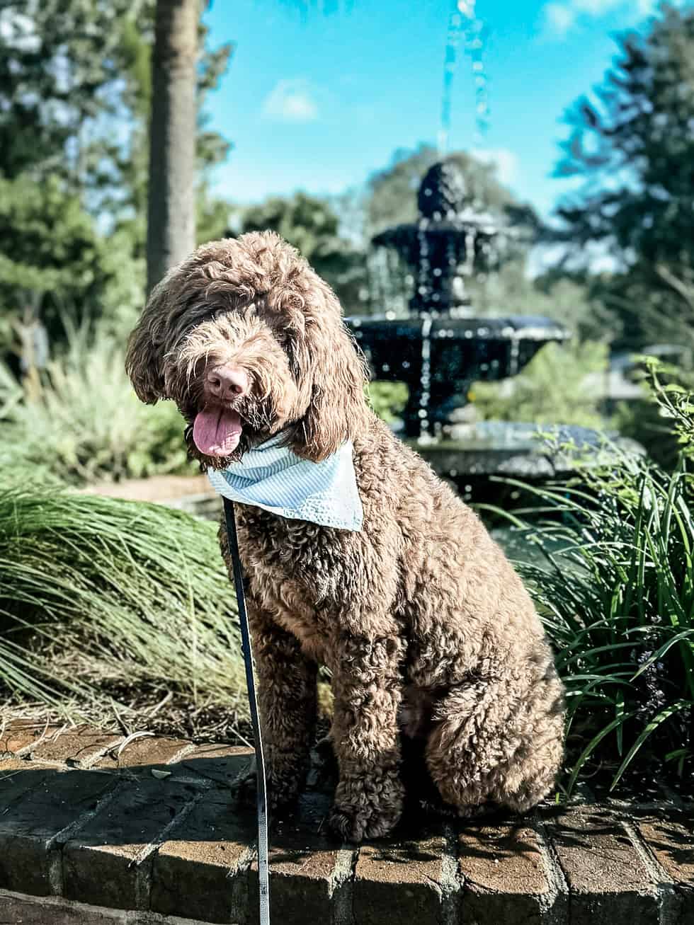 Curly brown doodle in a blue bandana sitting calmly on a brick wall beside a fountain in West Ashley, Charleston