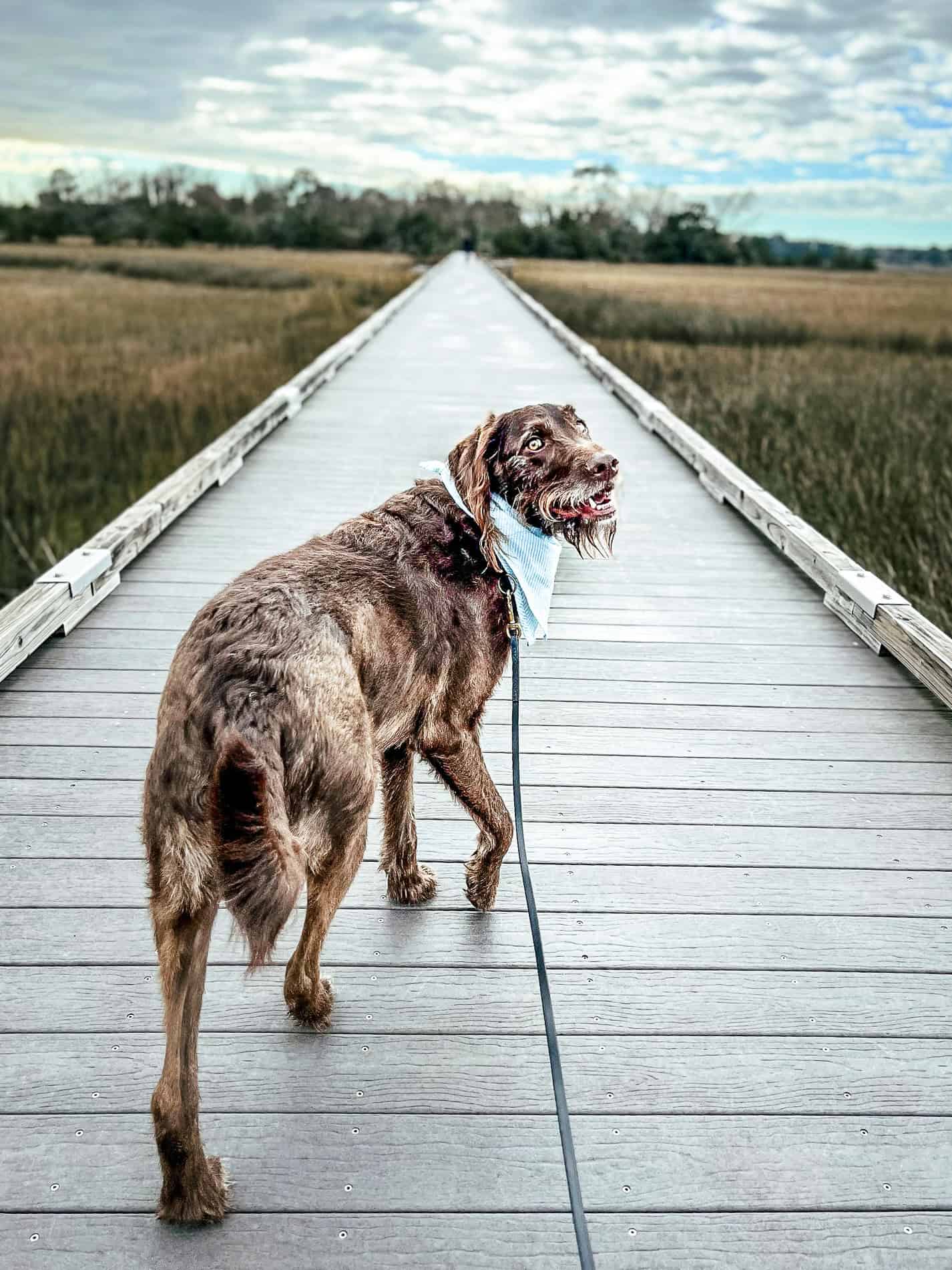 Brown wirehaired dog in a blue bandana on a marsh dock under a wide Lowcountry sky near Charleston