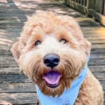 Happy Goldendoodle portrait, a Puppy Base Camp and playcare client at Well Mannered Dog in Johns Island, South Carolina