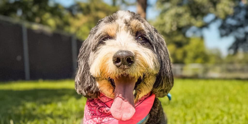 Happy Bernedoodle with tongue out enjoying outdoor time at Chucktown Charley dog training and playcare in Johns Island South Carolina