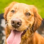 Happy Golden Retriever portrait, a Freedom Program graduate and playcare client at Well Mannered Dog in Johns Island, South Carolina