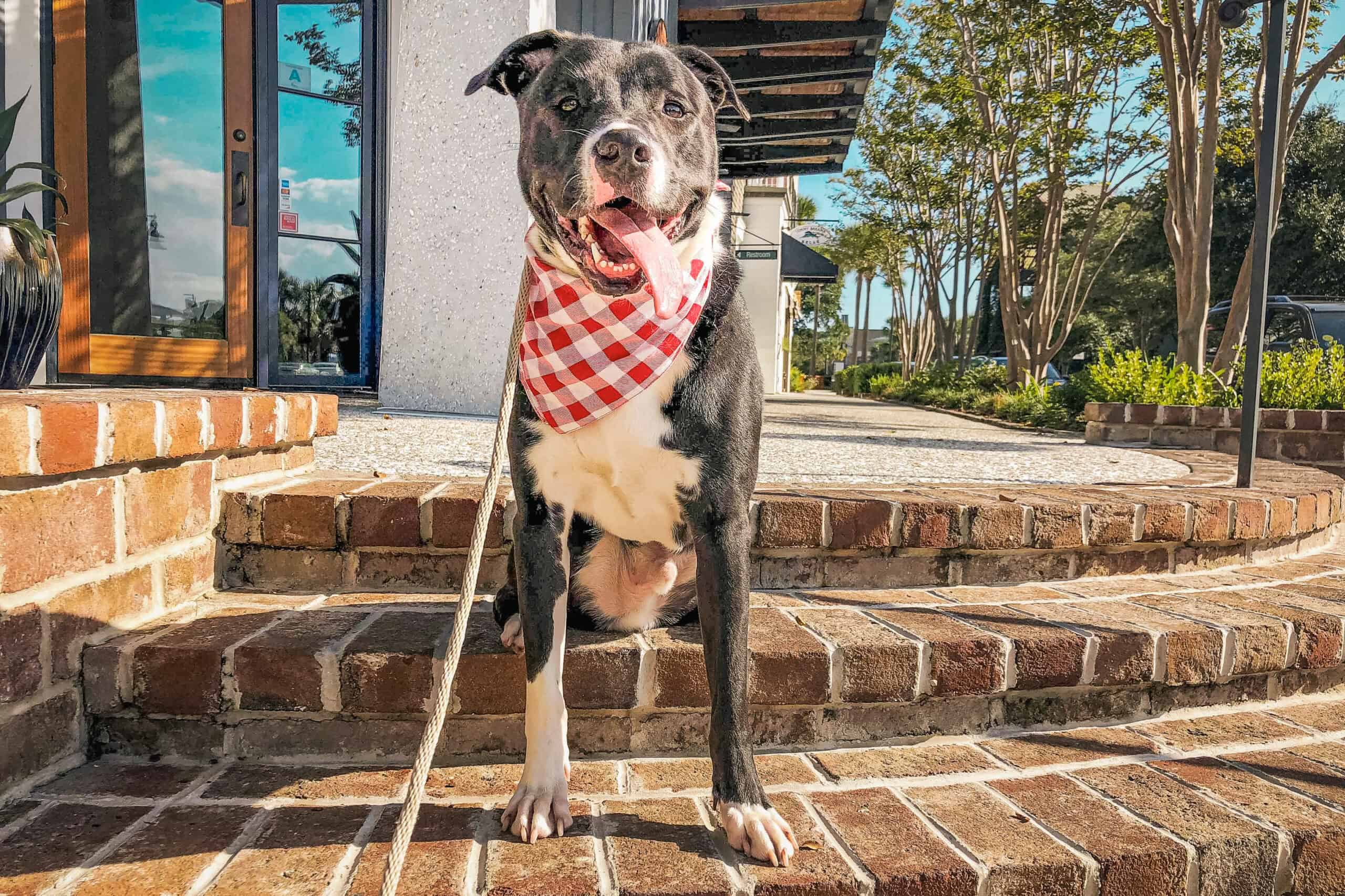 Black and white pit bull type dog wearing a red gingham bandana sitting calmly on brick steps outside a Charleston storefront while on a leash