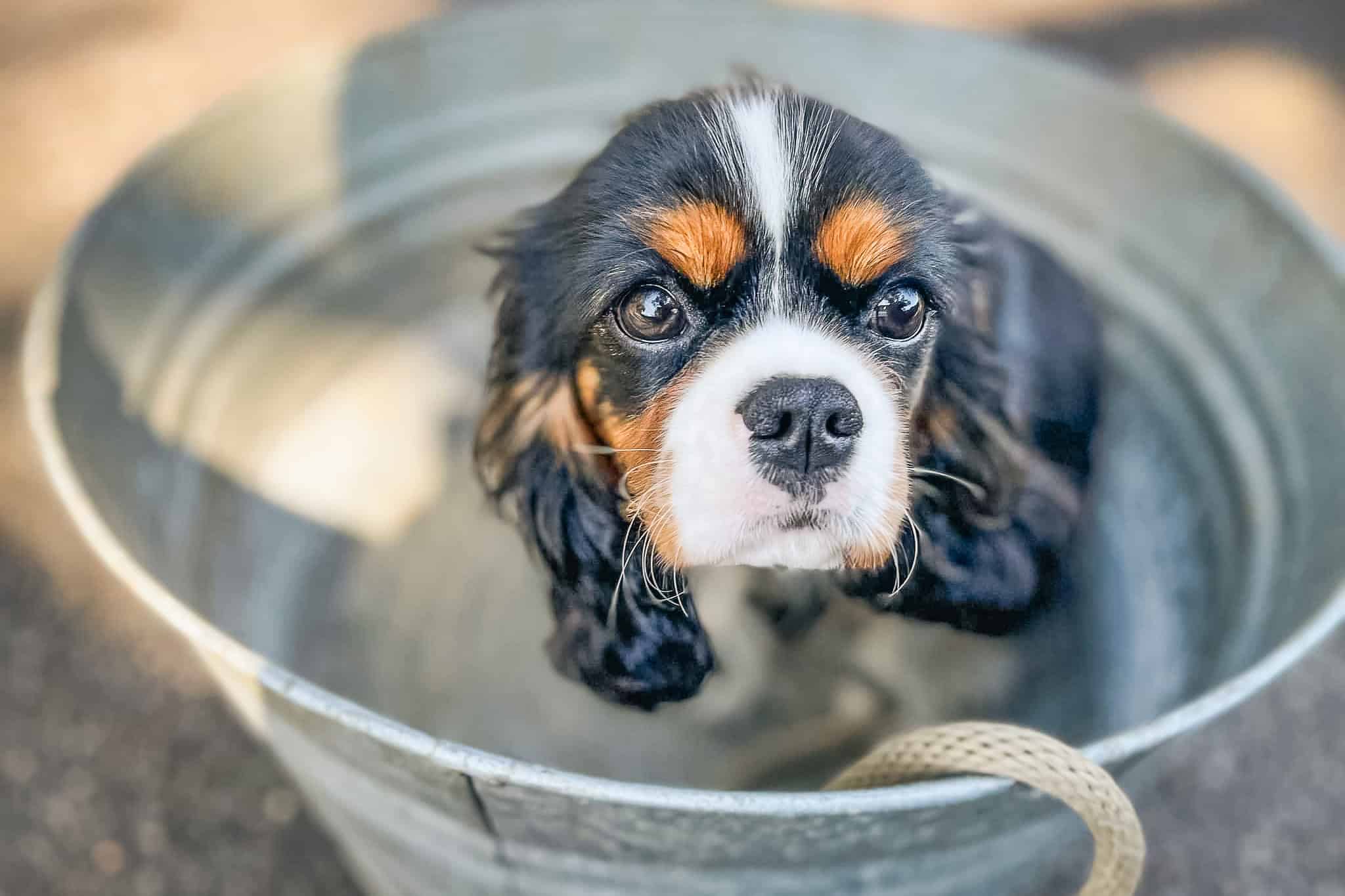 Tricolor Cavalier King Charles Spaniel puppy sitting in a galvanized metal bucket and looking up at the camera