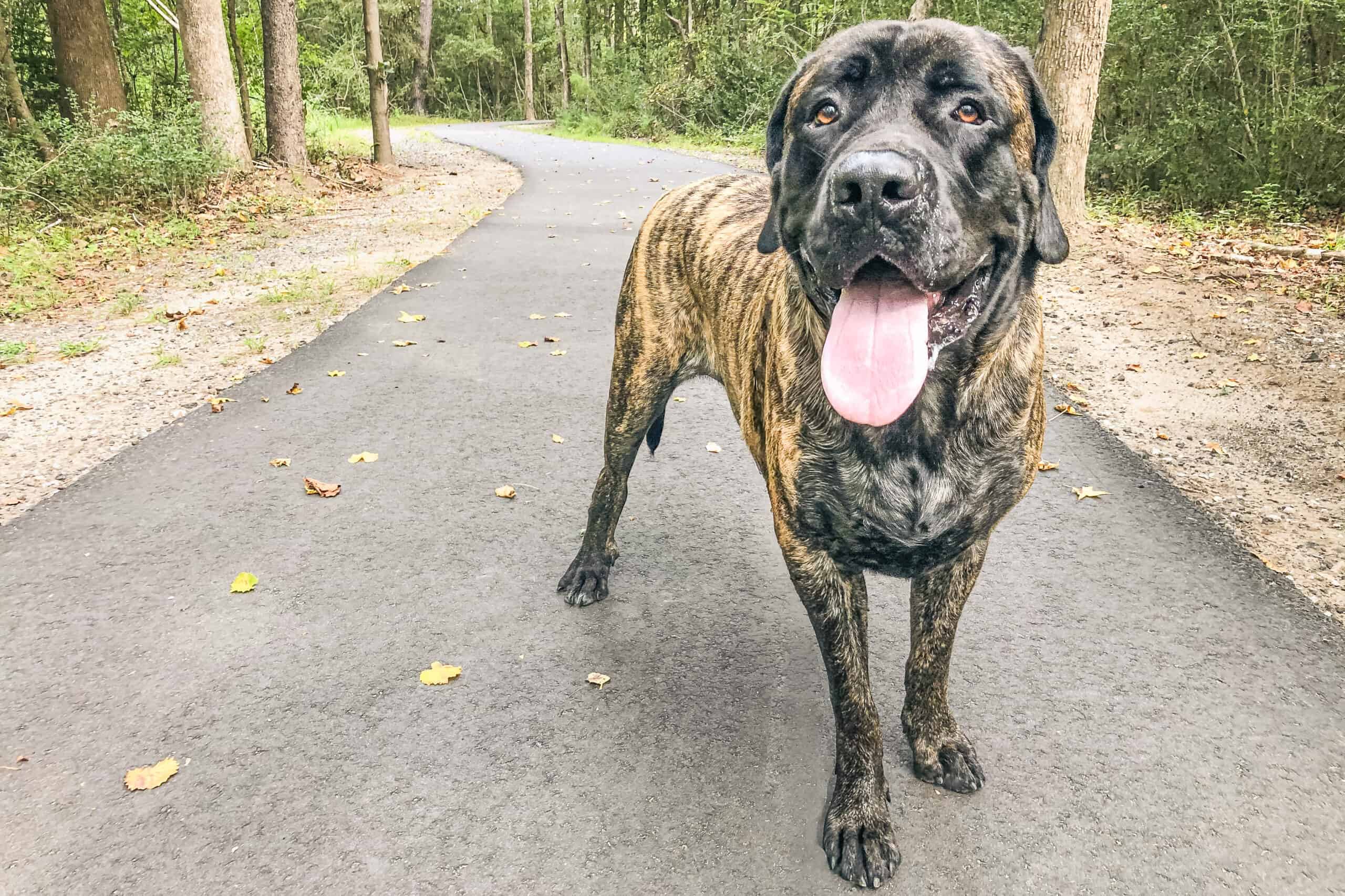 Large brindle Mastador standing off leash on a paved, tree-lined trail, relaxed and attentive, the path curving into the woods behind
