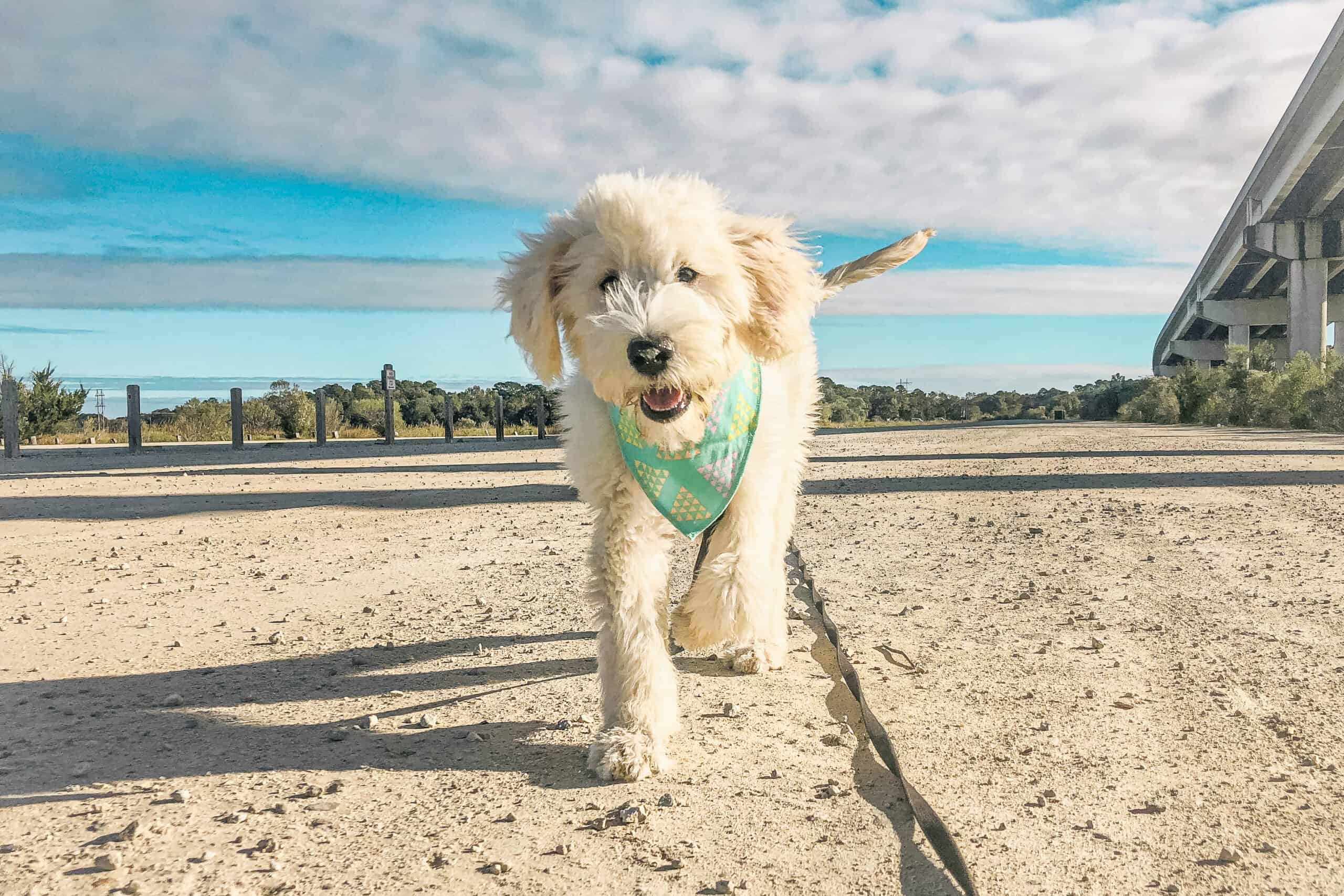 A cream Goldendoodle puppy in a green bandana walking confidently along a sandy path beside a Charleston causeway under a bright blue sky, at ease in a big open setting.