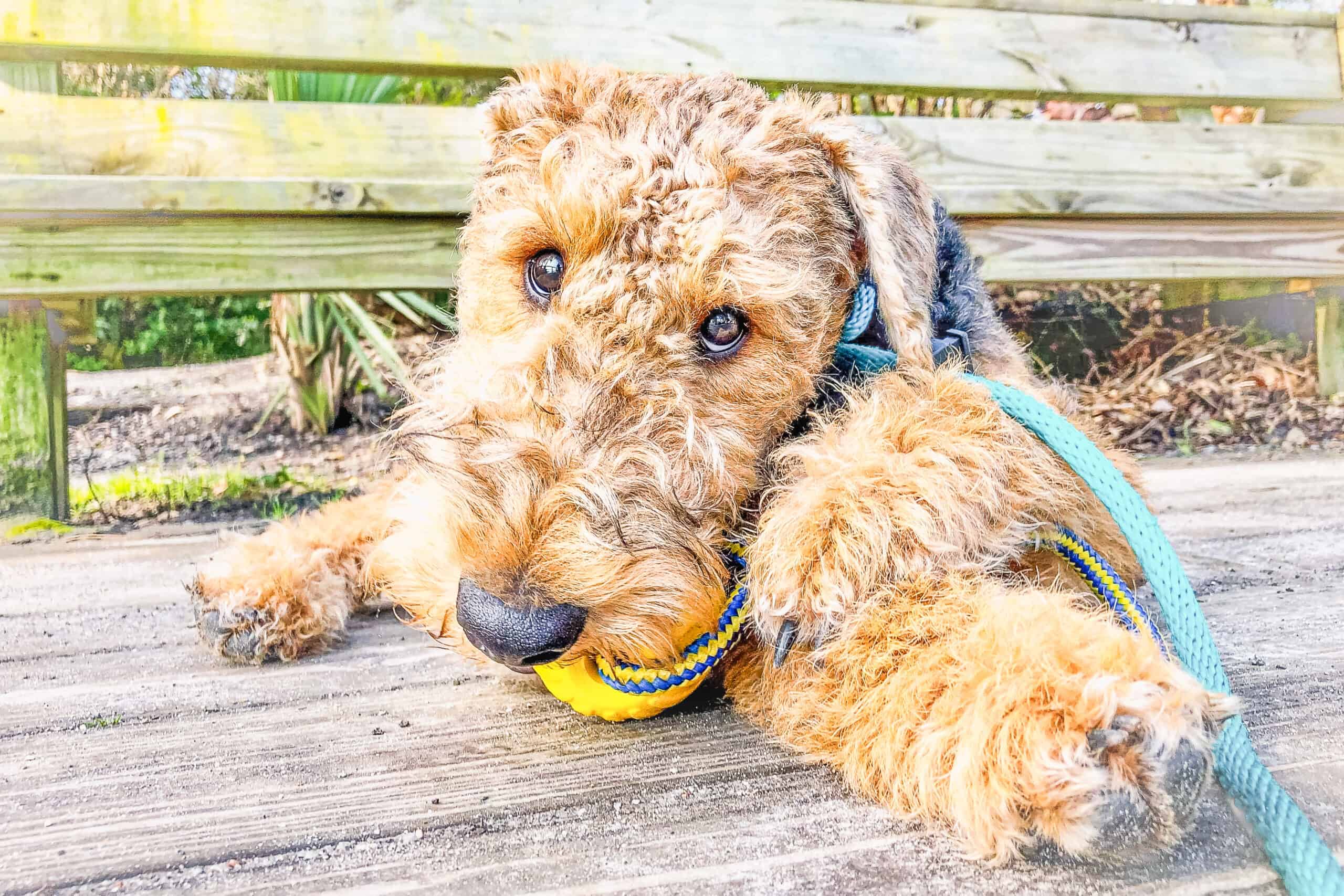 Airedale Terrier puppy lying calmly on a dock with a teal leash, chewing a toy, relaxed and settled