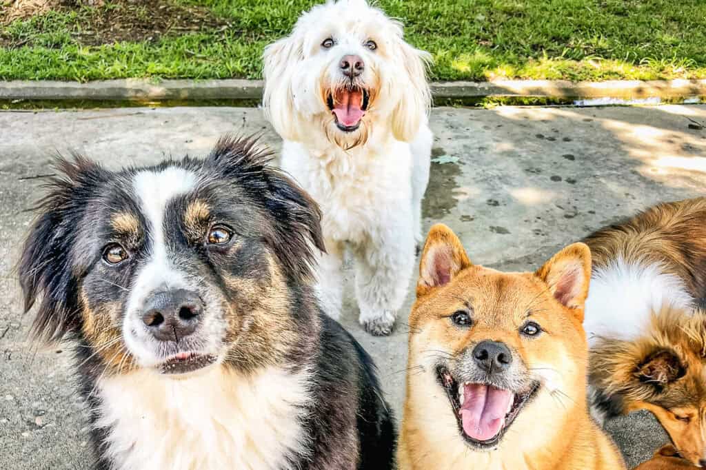 A tricolor herding-breed mix, a fluffy white dog, and a Shiba Inu sitting calmly together and smiling up at the camera, three well socialized dogs relaxed in each other's company, near Charleston, South Carolina