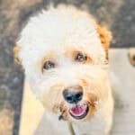 Happy Goldendoodle portrait, a Calm Perception training client at Well Mannered Dog in Johns Island, South Carolina