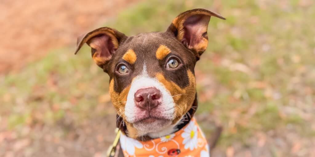 Ollie, a brown and tan mixed breed puppy in an orange flower bandana, looks up at the camera outdoors