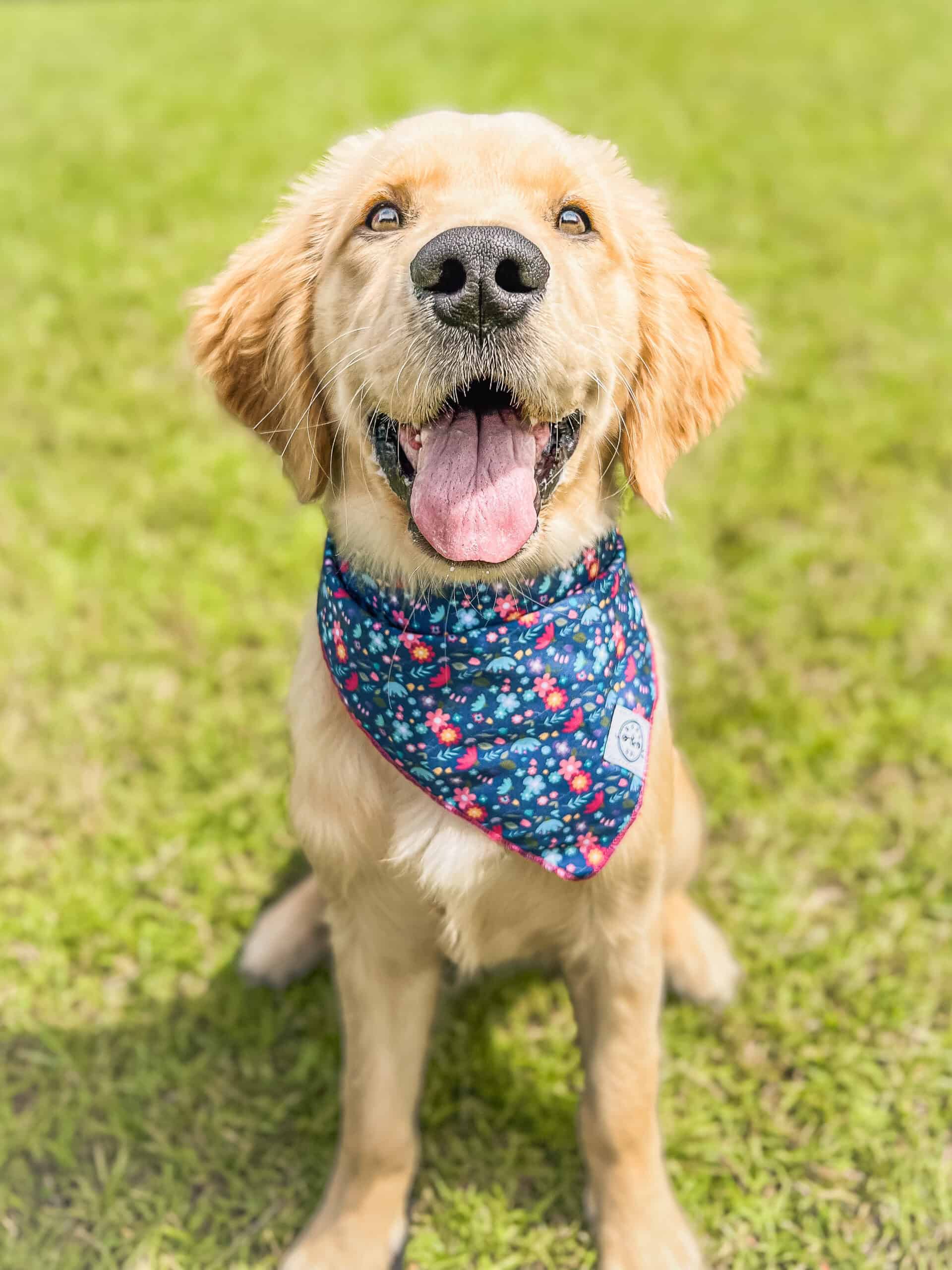 Birdie, a young Golden Retriever, sitting in a sunny grass yard with her mouth open in a happy smile and wearing a navy floral bandana, a Puppy Base Camp graduate and success story at Well Mannered Dog in Johns Island, South Carolina