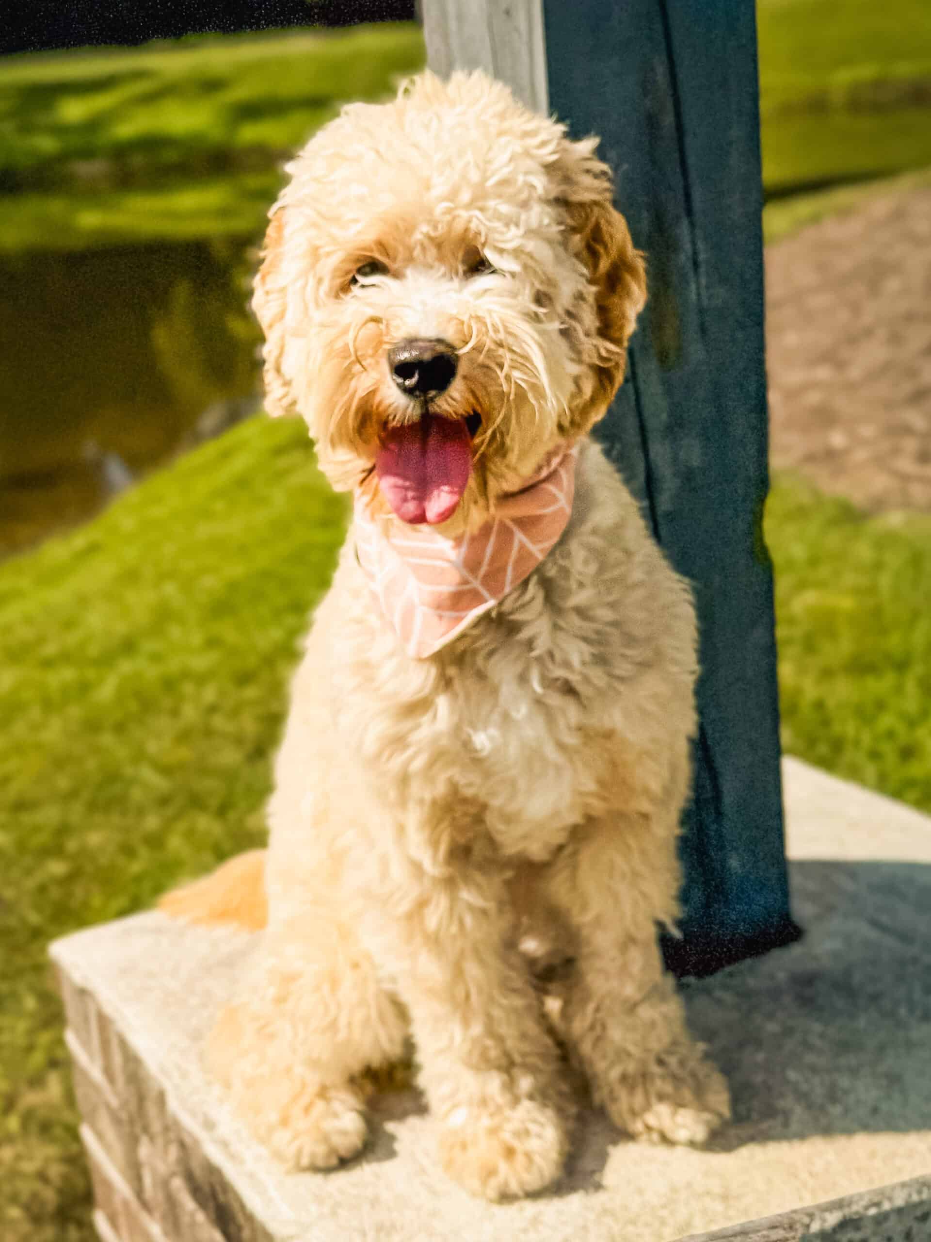 Clara, an apricot Goldendoodle, sitting outdoors in a pink bandana with a happy open-mouth smile, a training graduate and success story at Well Mannered Dog in Johns Island, South Carolina