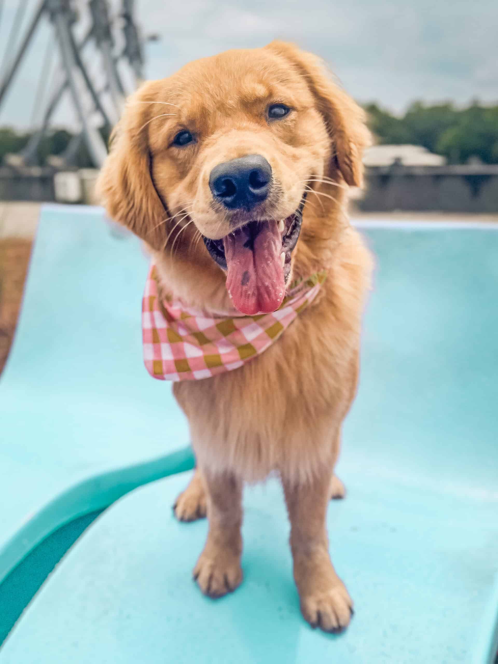 Renoir, a Golden Retriever in a red gingham bandana, smiling with his tongue out, a graduate of Well Mannered Dog's training programs in Johns Island, South Carolina