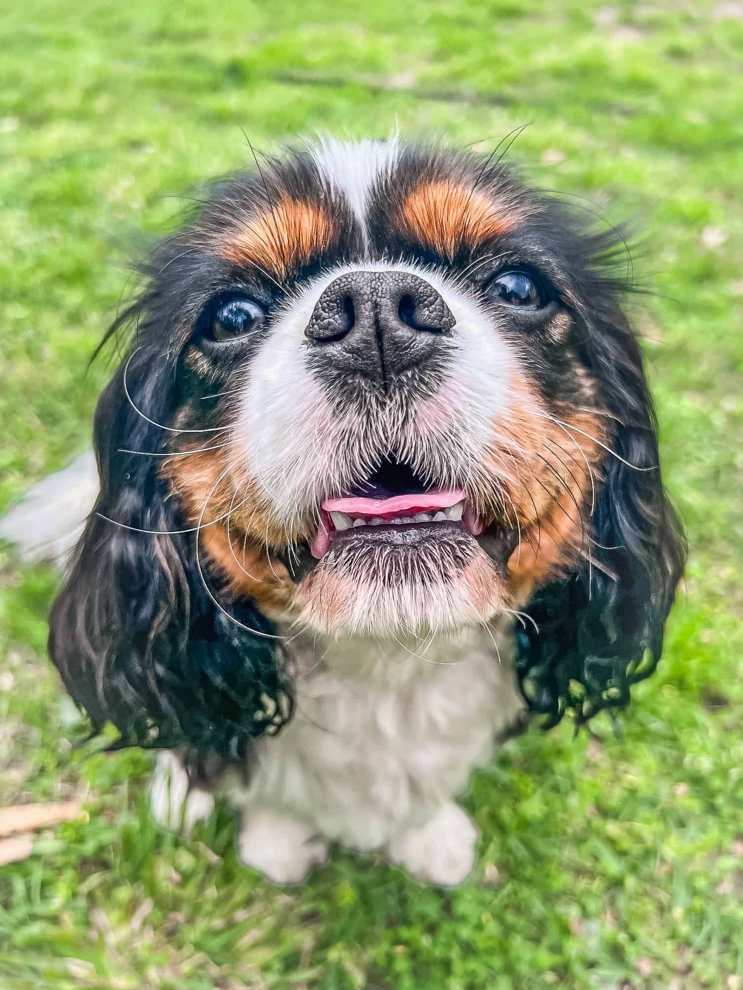 Pippa, a tricolor Cavalier King Charles Spaniel, looks up at the camera on green grass